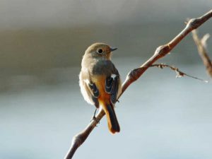 ジョウビタキ♀ 2月27日 河合橋