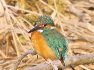 カワセミ♂ 2月26日 河合橋