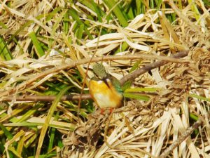 カワセミ♀0218A 河合橋上流
