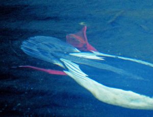 水中のカワアイサ -2