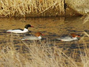 カワアイサ 2月16日 高野橋 ♂0216A ♀0216A ♀0216B