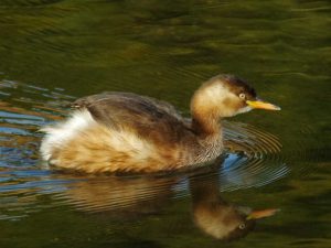 カイツブリ 2月3日 御影橋