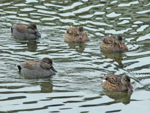 オカヨシガモ 2月25日 河合橋上流