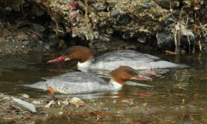 カワアイサ♀0215B(奥) ♀215C(手前) 蓼倉橋