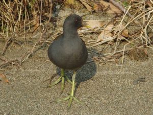 バン♂ 2月24日 御影橋上流