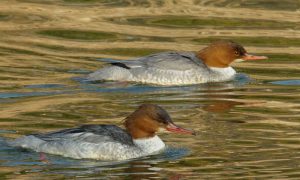 ♀226Bと♀0226C(奥)