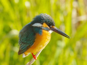 カワセミ♂ 2月13日 河合橋