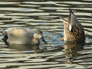 オカヨシガモ 2月28日 出町橋