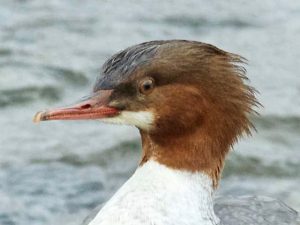 ♀0215A