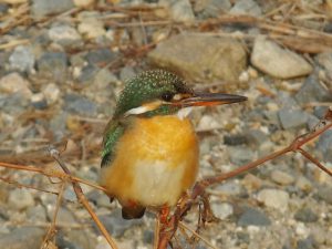 カワセミ♀ 2月24日 河合橋上流