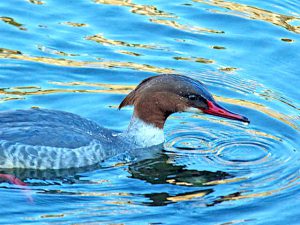 カワアイサ♀0206B-R 蓼倉橋