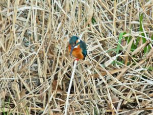 カワセミ♂ 2月13日 御影橋下流