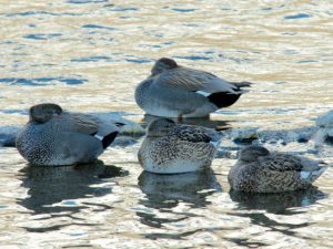 オカヨシガモ 2月6日 高野橋下流