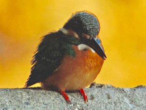 カワセミ♂0220A-1 河合橋