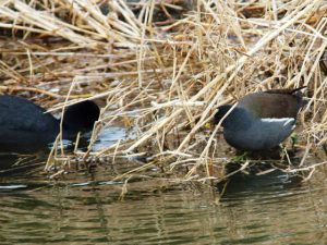 バン♂とオオバン 2月16日 御影橋上流