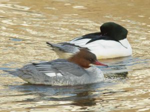カワアイサ 2月7日 御影橋