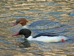 ♂0226A ♀02226A 高野橋