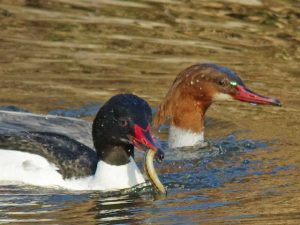 カワアイサ♂0227A ♀0227A 御蔭橋上流