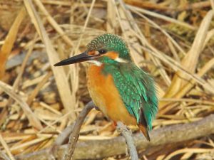 カワセミ♂ ３月3日 河合橋