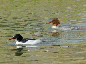 カワアイサ 3月26日 葵橋上流