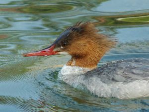 ♀0328A 御蔭橋上流