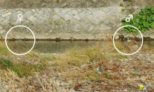 カワセミ① ♀0313A(左)と♂0313A(右) 河合橋上流