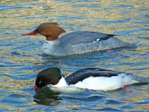 カワアイサB 3月30日河合橋上流