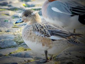ヒドリガモ♀ 3月17日 蓼倉橋上流