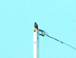イソヒヨドリ 3月26日 御影橋