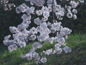 ほぼ満開 ソメイヨシノ 3月28日 河合橋