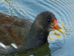 バン♂ 3月18日 御蔭橋上流