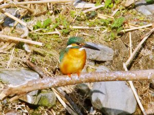 カワセミ♂ 3月4日 御蔭橋上流