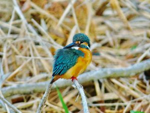 カワセミ♂ 3月17日 河合橋