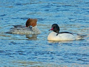 カワアイサA 3月30日 賀茂大橋