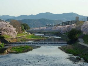 河合橋から御蔭橋を望む 3月31日 出町柳