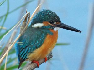 カワセミ♂ 3月4日 河合橋