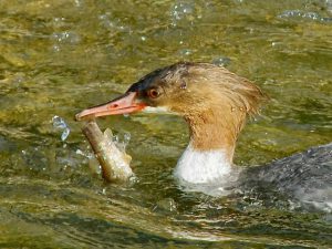 カワアイサ♀ ウグイを尻尾でくわえる 3月17日 松ヶ崎橋下流