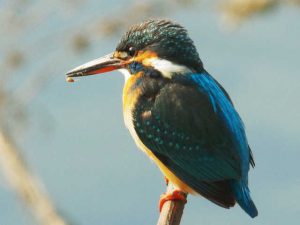 カワセミ♀ 3月25日 河合橋