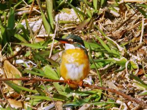 カワセミ♀ 3月4日 河合橋上流
