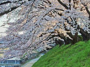 御蔭橋 3月29日