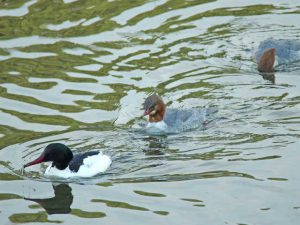 カワアイサ 3月4日 御蔭橋下流
