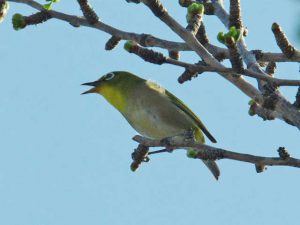 イチョウの枝で鳴くメジロ 3月28日 出町柳