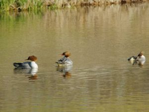 カワアイサ♀ 河合橋上流