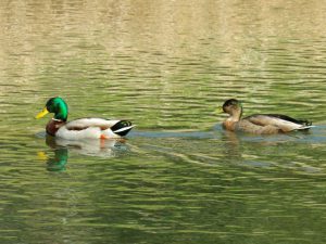 前後ともに♂ 後はカルガモXマガモか ♀の姿は少なくなった 3月28日