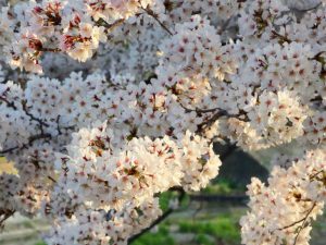 出町柳 3月29日