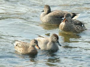 オカヨシガモ 3月26日 葵橋上流