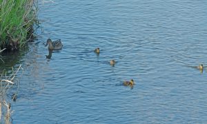 マガモ 4月18日 馬橋 画面の外に子がもう1羽