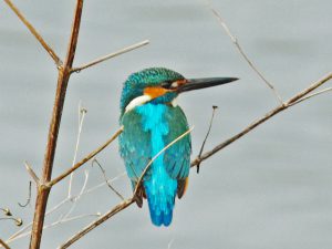 カワセミ♂ 4月7日 賀茂大橋下流