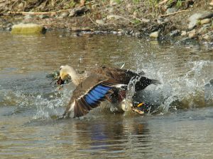 カルガモ ① 4月4日 御蔭橋上流