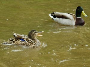 鳴きたてて